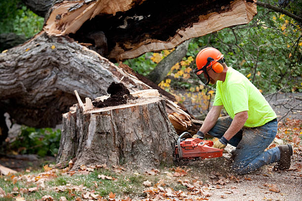 Reliable Bonny Doon, CA Tree Service Solutions